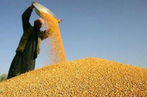 Konya'da spekülatörler 300 bin ton buğdayı stokladı