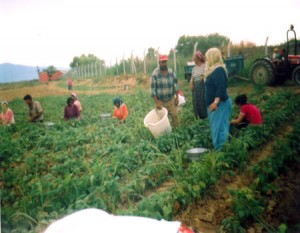 ÜZÜM-SEN:Neoliberalizm çiftçiyi bitirdi
