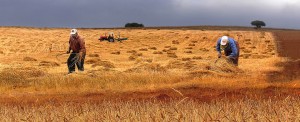 2012 Yılında Tarım: Üretim Geriliyor, İthalat Artıyor/Necdet ORAL*