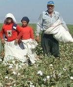 5 çocuktan biri mevsimlik işçi