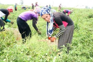 Tarım işçisi kadınlar için yaşam; yoksulluk ve şiddet