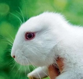 Fukuşima'da kulaksız tavşan doğdu