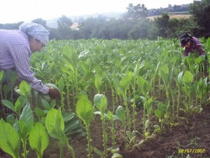 Malatya'da hayvancılığa 2 milyon lira hibe