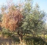 Şarköy'de 300 zeytin ağacı katliama uğradı