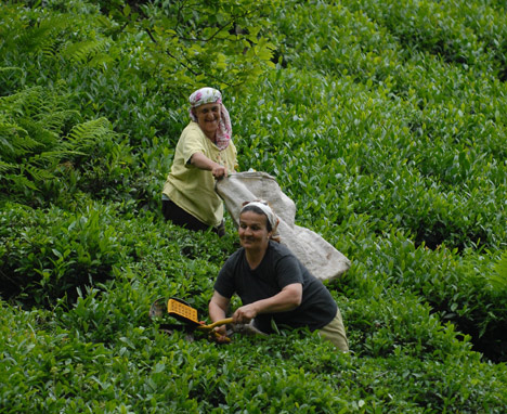 Çay tarımına günler kaldı, hasatı yapacak üreticiye neden izin verilmiyor?  / Fatma GENÇ