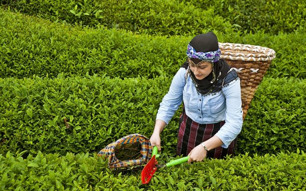 3,03 çay üreticisini kurtarır mı? / Fatma Genç