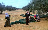 Diktatörlükten demokrasiye Tunus'un zeytin ağaçları / Kıvanç Eliaçık