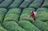 Çay üreticisi tedirgin: Toprağı hiç mi düşünmediniz? / Fatma GENÇ